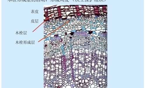 红糖水的功效与作用什么网 | 红糖水的功效与作用什么时候喝,红糖水生姜作用与功效